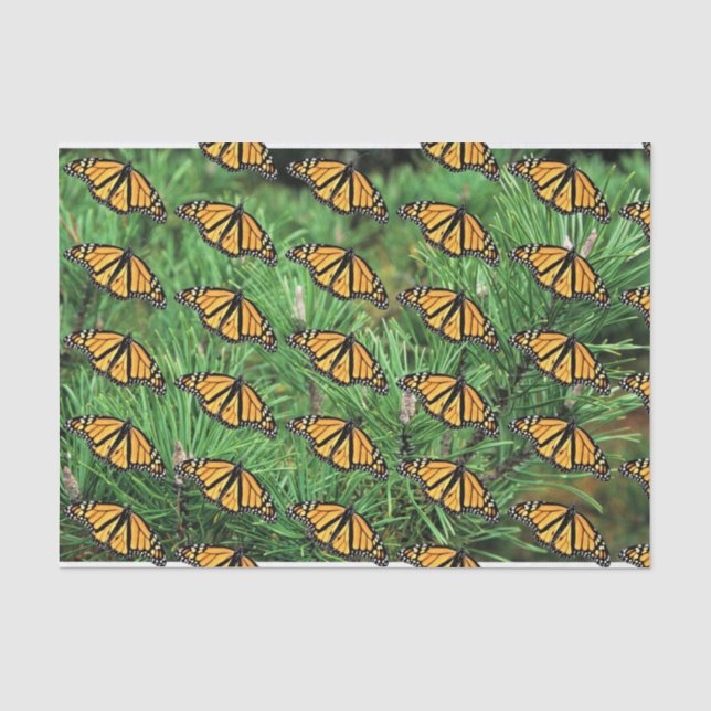 Mousseline Monarques en papier de tissus sur bouges de pin (Recto)