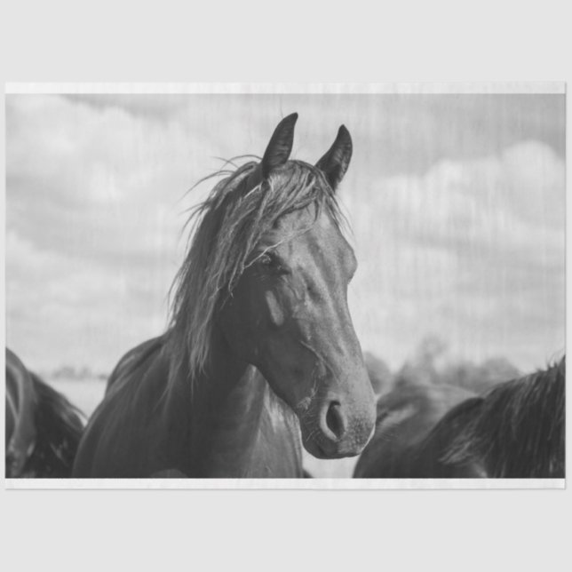 Mousseline papier à tête de cheval (Recto)