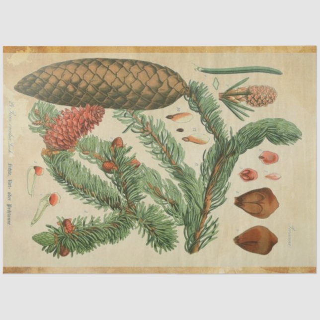 Mousseline Papier de découpage en pin de Noël (Recto)