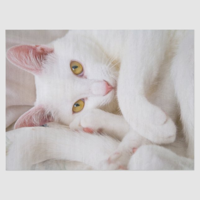 Mousseline papier de mouchoir kitty (Recto)