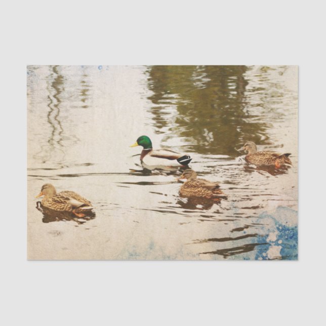 Mousseline Papier de papier de fond Mallard Ducks (Recto)