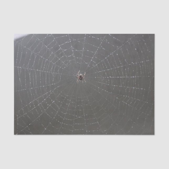 Mousseline Papier de papier de fond Web Spider (Recto)