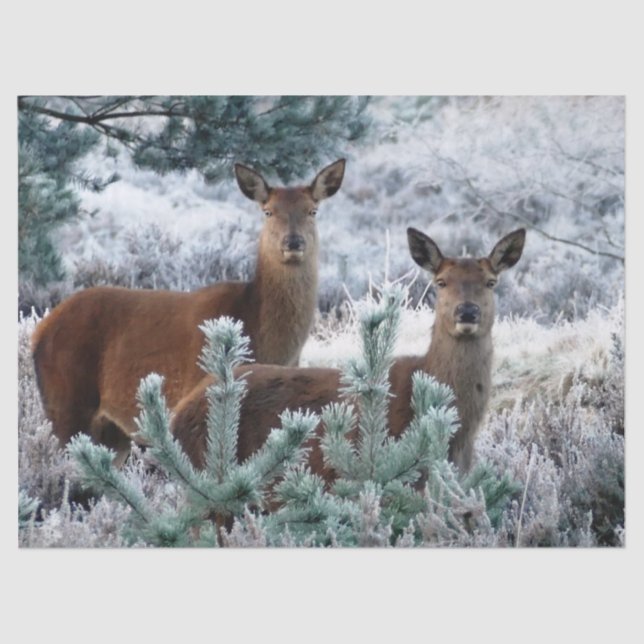 Mousseline papier de tissu de cerf curiosité (Recto)