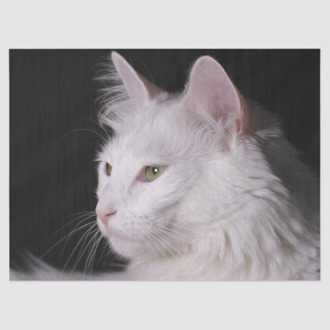 Mousseline papier de tissu de chat angora (Recto)