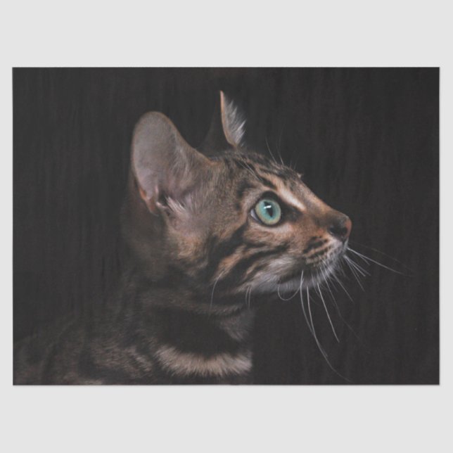 Mousseline papier de tissu de chat kitty (Recto)