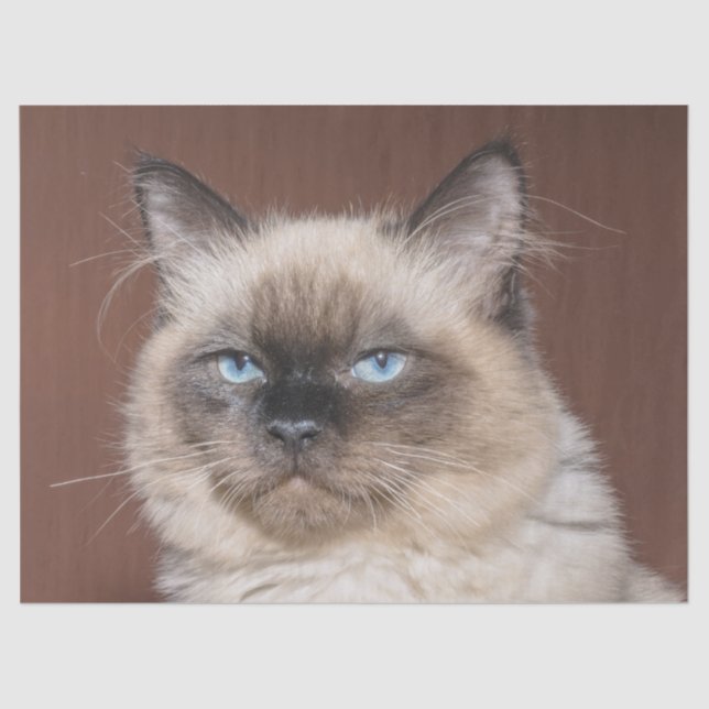 Mousseline Papier de tissu de chat siamois (Recto)