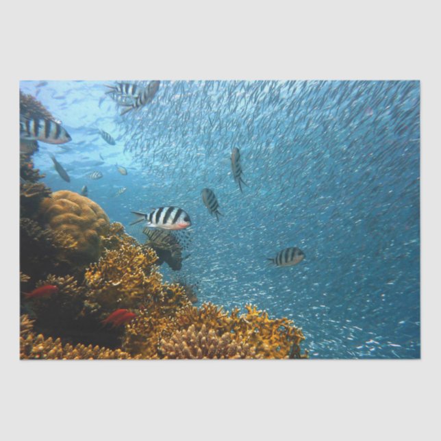 Mousseline papier de tissu de la vie marine (Recto)