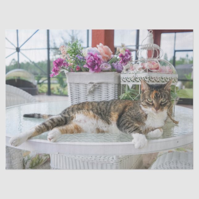 Mousseline papier de tissu du chat (Recto)