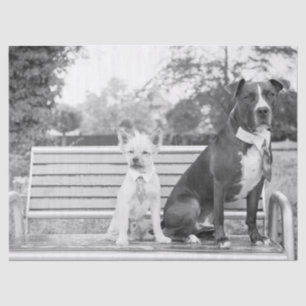Mousseline Papier de tissu mariage Doggie