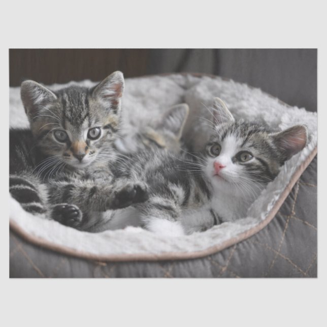 Mousseline papier de tissu pour bébé chatons (Recto)