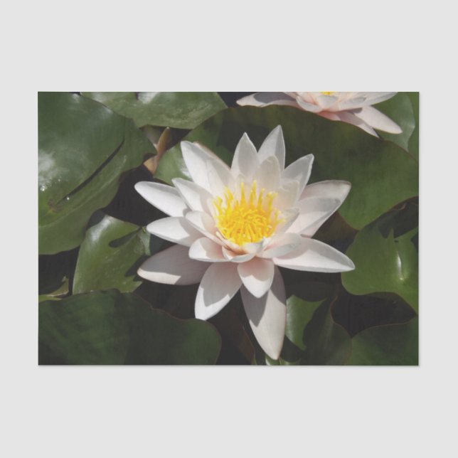 Mousseline Papier de tissu Water Lily (Recto)