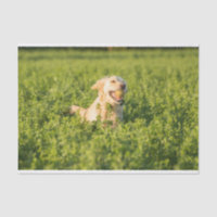 Papier de tissus avec l'image de Golden Retriever