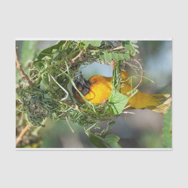 Mousseline Papier de tissus avec l'image de Weaver Bird (Recto)