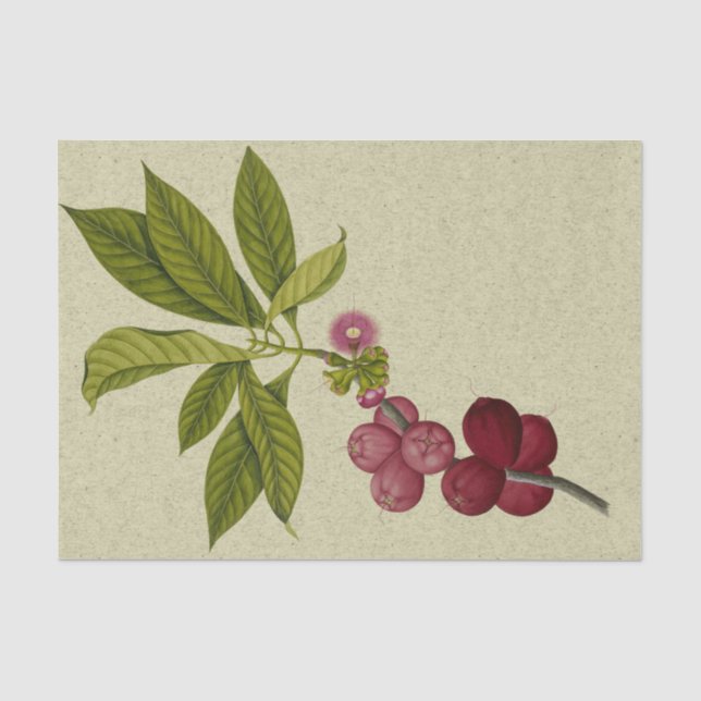Mousseline Papier de tissus botanique rose Apple (Recto)