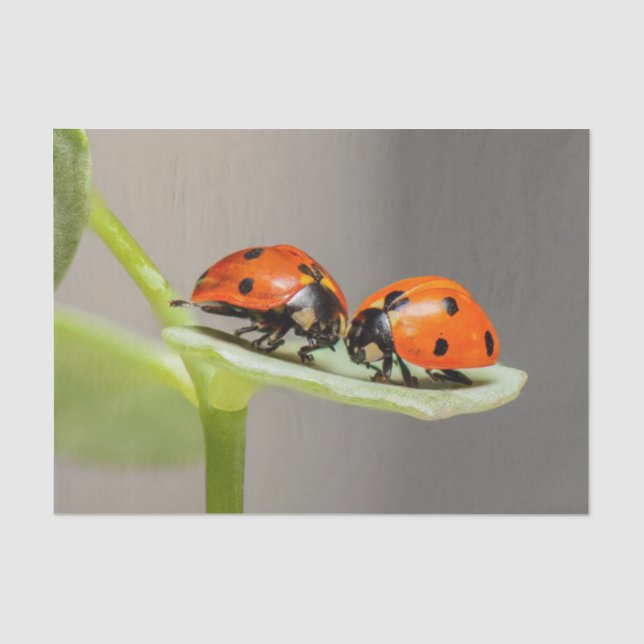 Mousseline Papier de tissus Lady Bugs (Recto)