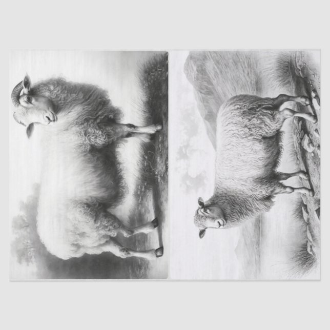 Mousseline Papier de tissus pour moutons d'élevage (Recto)