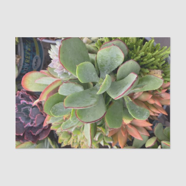 Mousseline Papier de tissus succulents (Recto)