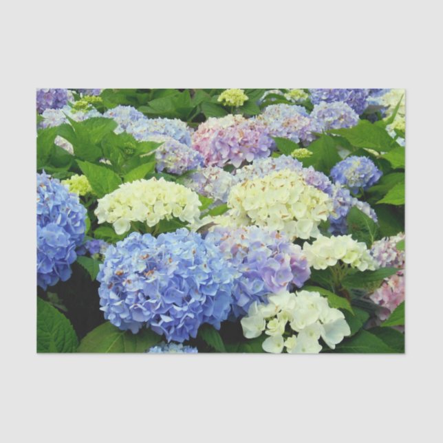 Mousseline PAPIER D'ENVELOPPEMENT Mix-TISSUE Hydrangea (Recto)