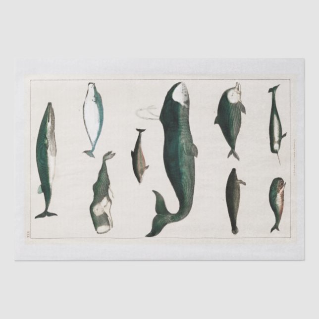 MOUSSELINE PAPIER MOUSSELINE: OLIVER GOLDSMITH : BALEINE (Recto)