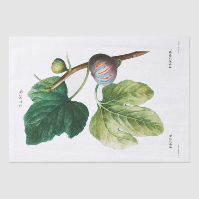 MOUSSELINE PAPIER MOUSSELINE: PIERRE'JOSEPH REDOUTÉ : FIGUES (Recto)