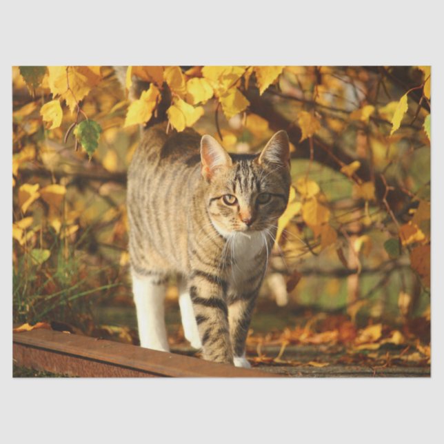 Mousseline papier tissu chat automne (Recto)