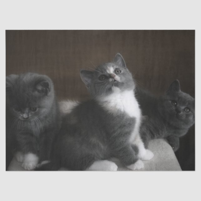 Mousseline papier tissu chatte (Recto)