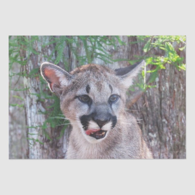 Mousseline Papier Tissu Cougar Cub / Papier Découpage (Recto)