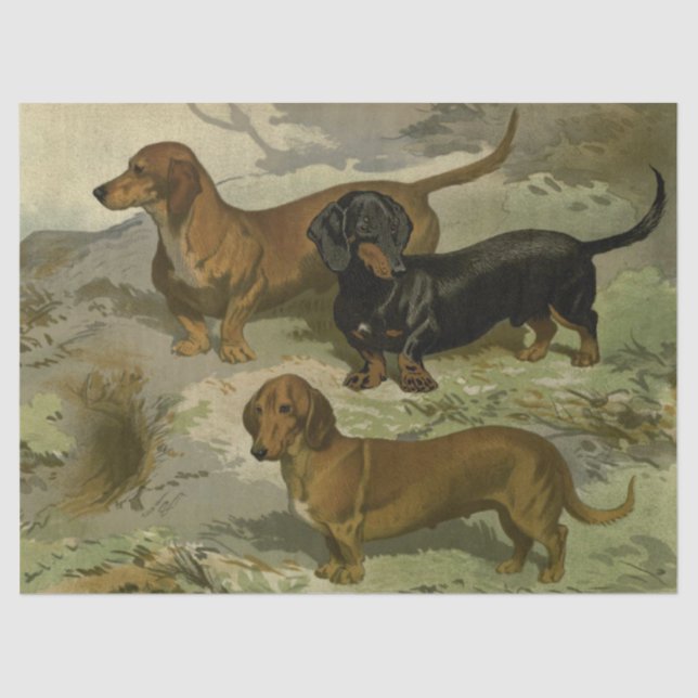 Mousseline Papier Tissu Dachshund vintage (Recto)