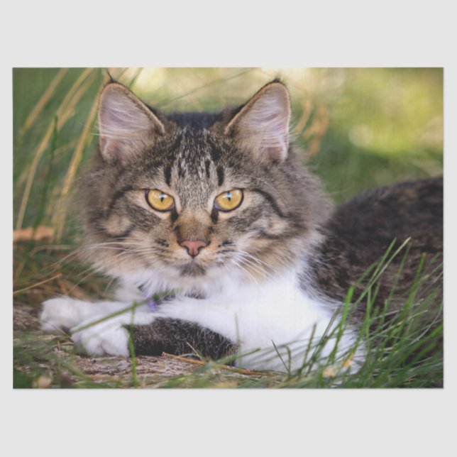 Mousseline papier tissu de chat nature (Recto)