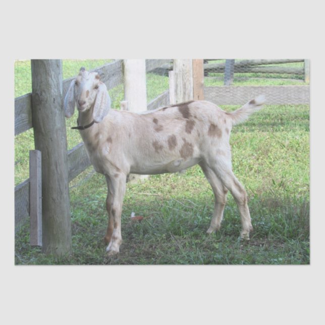 Mousseline Papier Tissu De Chèvre Cute Spotted (Recto)