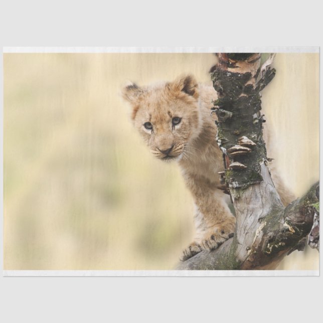 Mousseline Papier Tissu De Découpage Lion Cub (Recto)