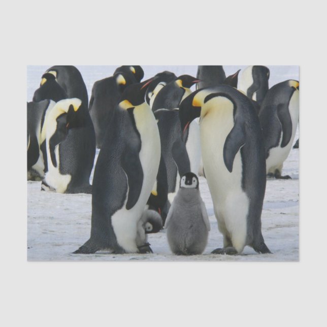 Mousseline papier tissu de la famille de pingouins (Recto)