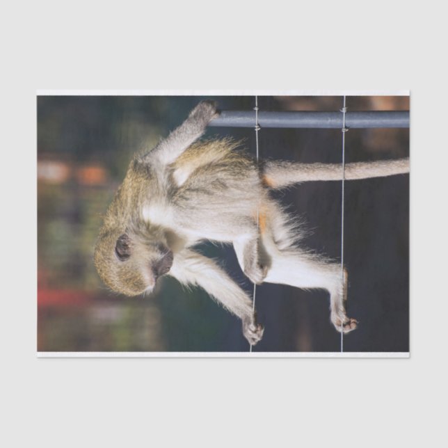 Mousseline Papier Tissu De Singe Silencieux (Recto)