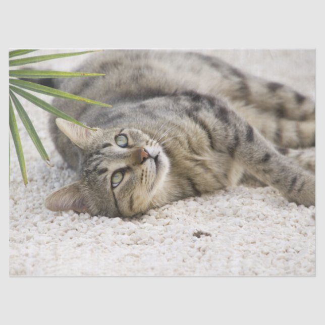 Mousseline papier tissu du chat relaxant (Recto)