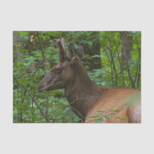 Mousseline Papier Tissu Elk