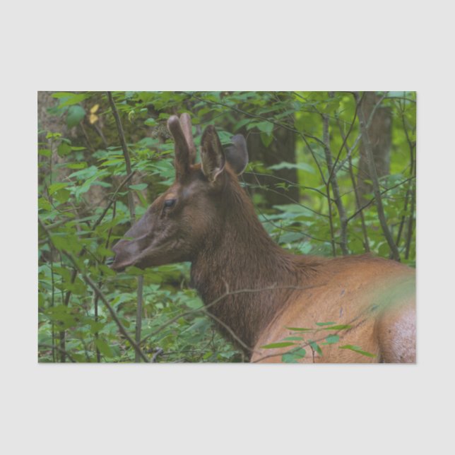 Mousseline Papier Tissu Elk (Recto)