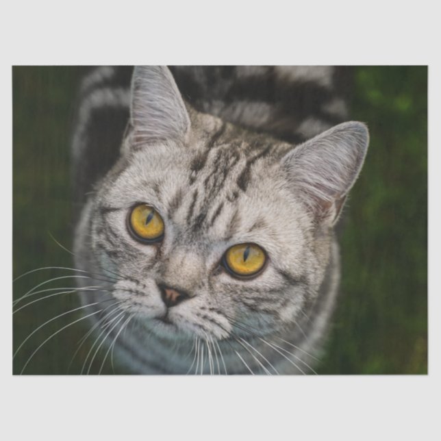 Mousseline Papier tissu McGonagall pour chat (Recto)