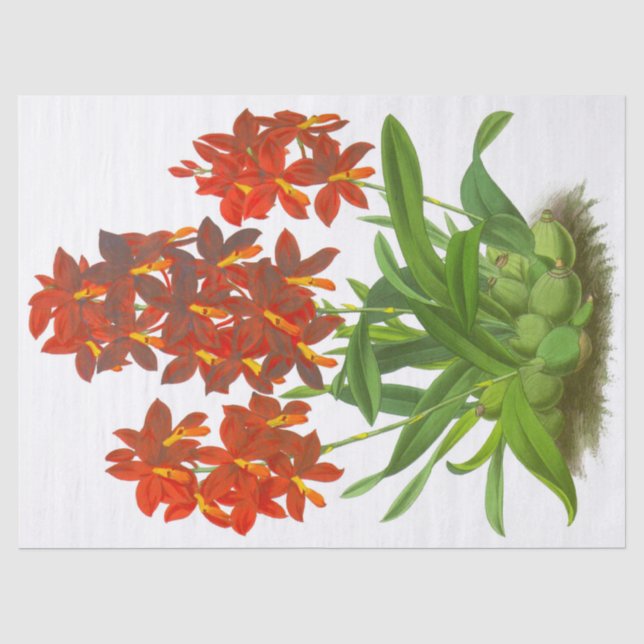 Mousseline Papier Tissu Orange Red Orchid (Recto)