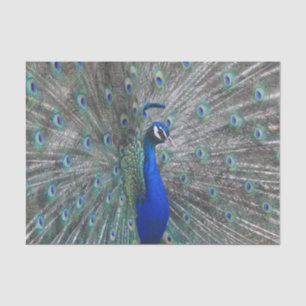 MOUSSELINE PAPIER TISSU PHOTO PEACOCK
