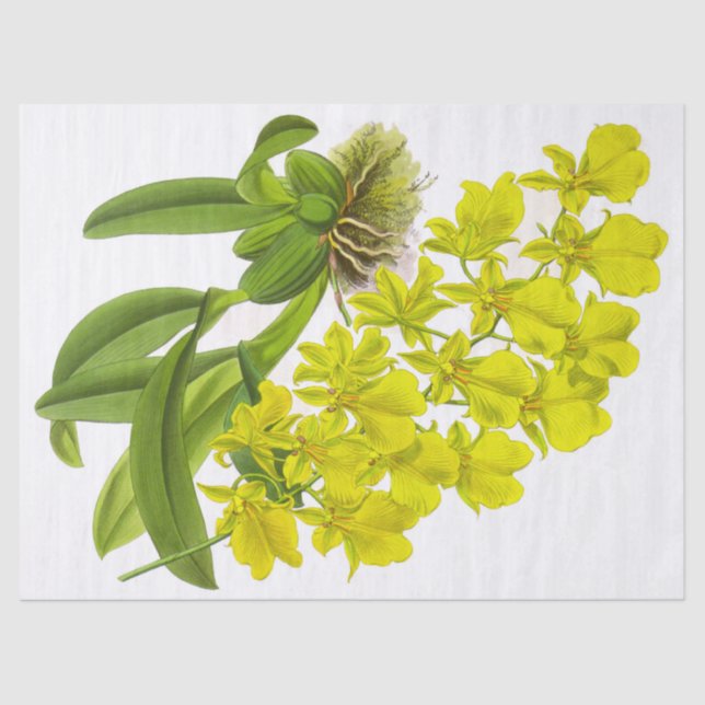 Mousseline Papier Tissu vintage jaune orchidée (Recto)
