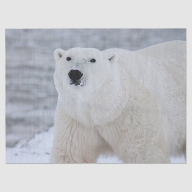 Mousseline papier tissulaire d'ours arctique (Recto)
