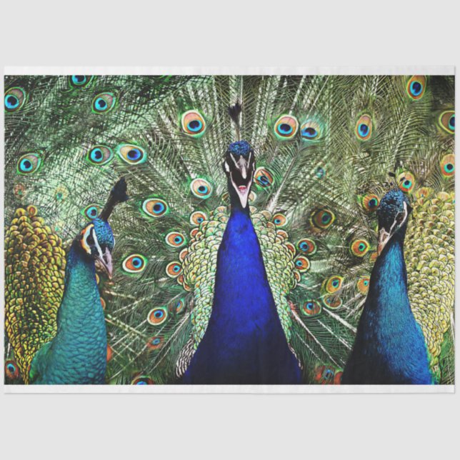 Mousseline Peacock Birds Wall Art Decoupage Tissu Papier (Recto)