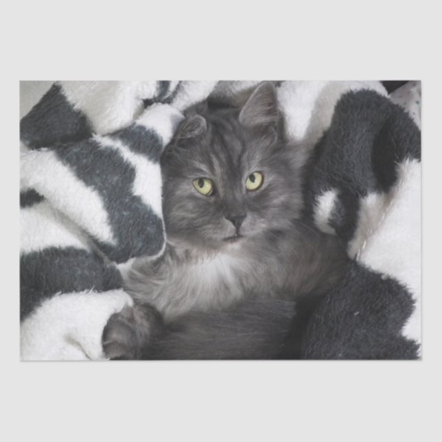 Mousseline petite chatte dans un papier mouchoir (Recto)