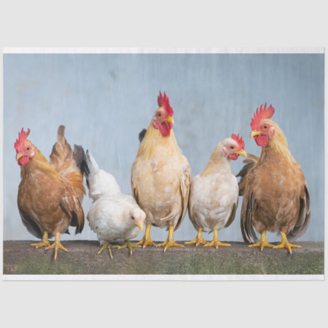 Mousseline Poulet Poulet Agriturie 2 Découpage Papier Tissu (Recto)