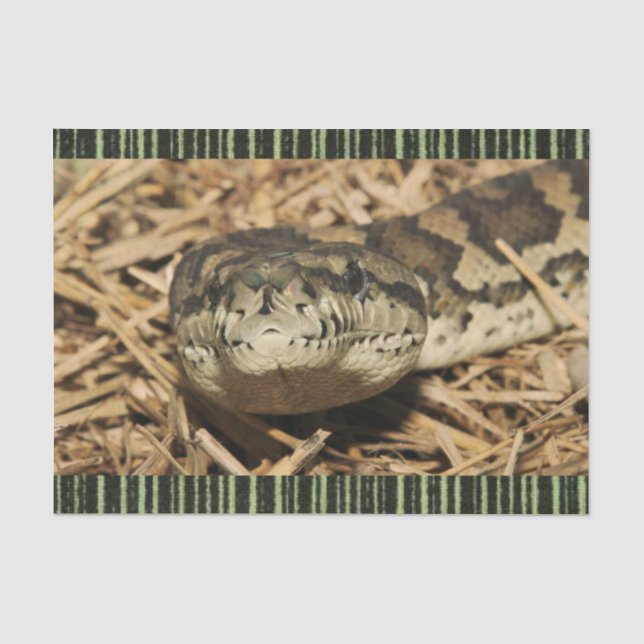 Mousseline Serpents de papier de tissus (Recto)