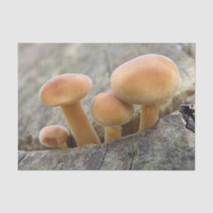 Mousseline Tabourets sur un papier de tissus de tronc d'arbre