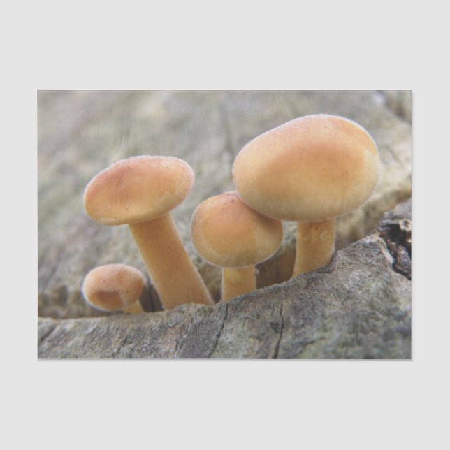 Mousseline Tabourets sur un papier de tissus de tronc d'arbre (Recto)