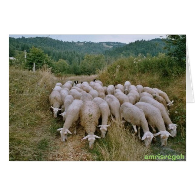 mouton (Devant horizontal)