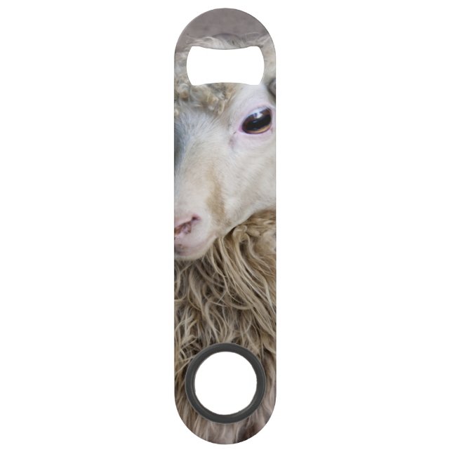 Mouton drôle (Devant)