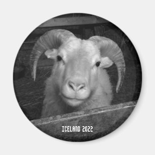 mouton islandais - aimant